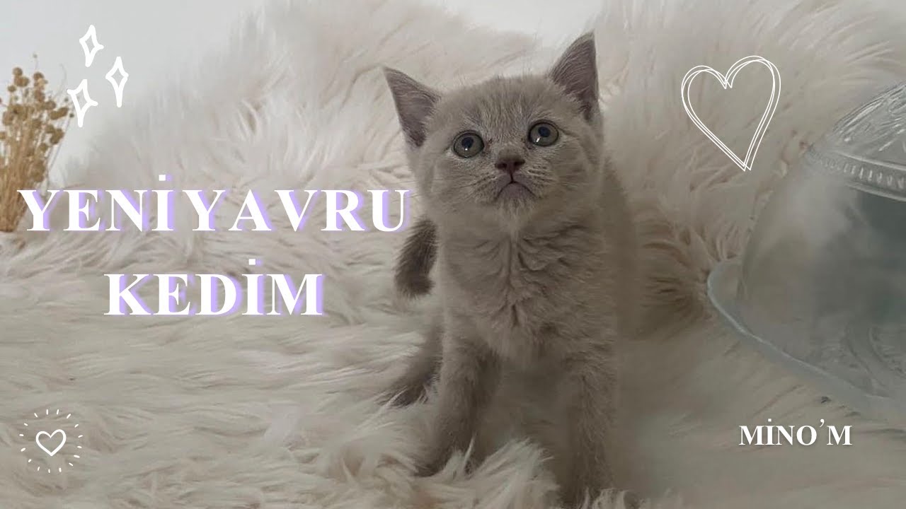 Yavru Kedi Sahiplendim 🤍😸( ilk günümüz, kedi eşyaları ) || I Adopted a Kitten #cat #kitten