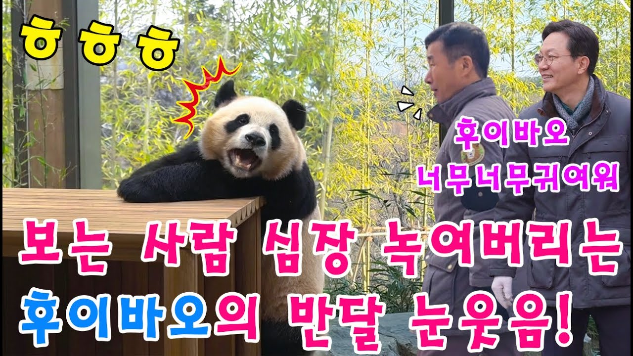 에버랜드 판다월드💥 '점장님'의 방문에 신이 나서 활짝 웃는 후이바오ㅎㅎㅎ💨👀 막내 손녀 후이의 돌발 행동에 입이 떡 벌어진 강바오 할부지!🥶