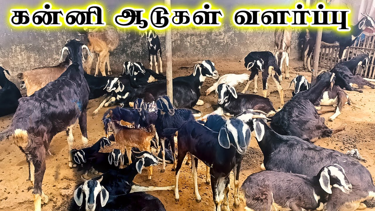 கன்னி ஆடுகள் வளர்ப்பு முறை | வெளிநாடு வேலைக்கு நிகராக ஆடு வளர்ப்பில் சம்பாதிக்கும் விவசாயி