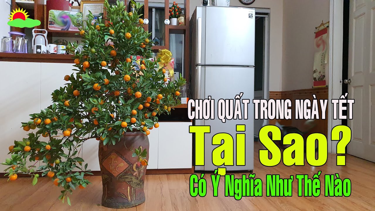 Tại Sao chơi Cây Quất (Cây Tắc) trong Ngày Tết Nguyên Đán, Ý nghĩa như thế nào?