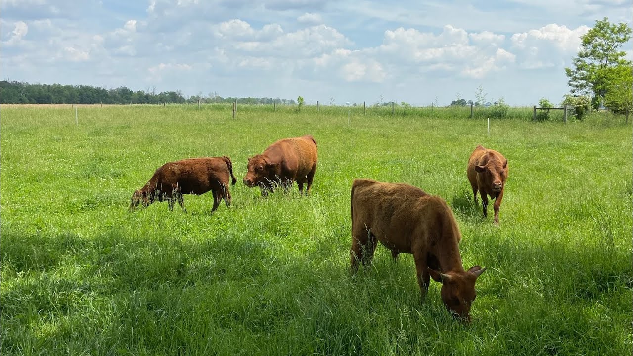 Moooving Day - Rotational Grazing - 1/4 Acre Paddocks with 30 Days Rest