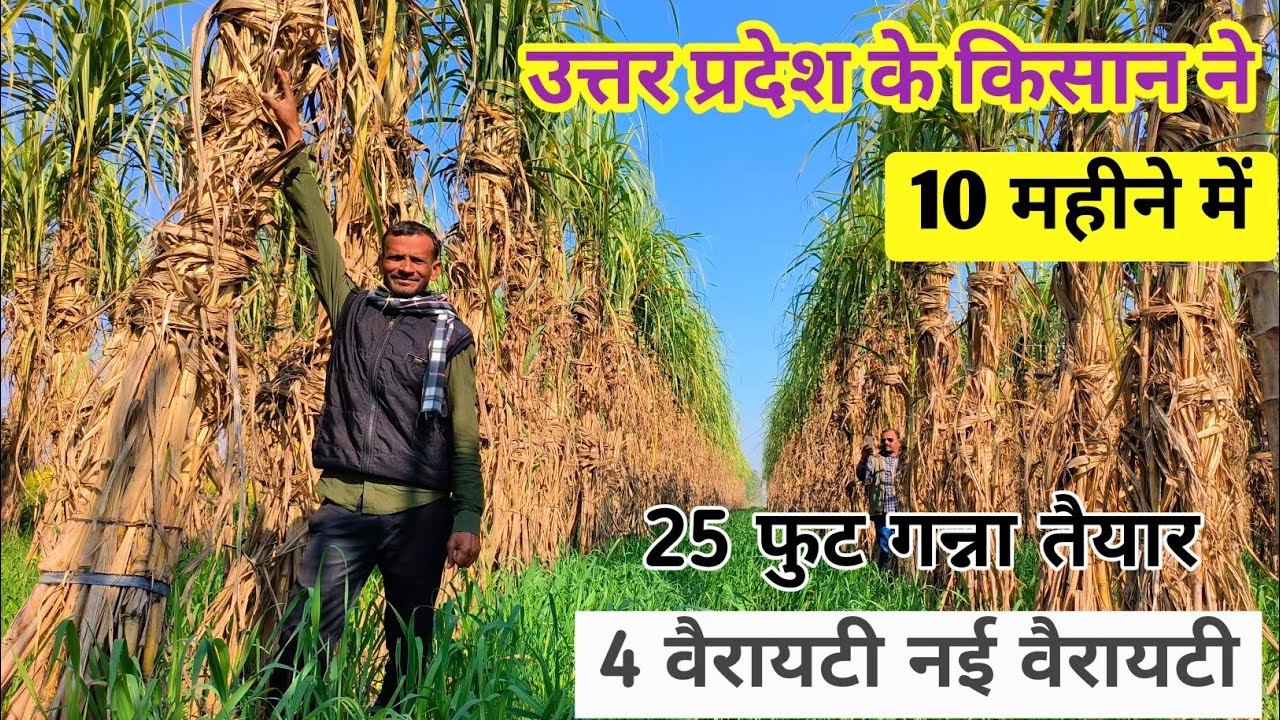 उत्तर प्रदेश के गन्ने के  किसान ने करा! 10 महीने में  25 फुट का गन्ना तैयार !खरीदें 7088880270