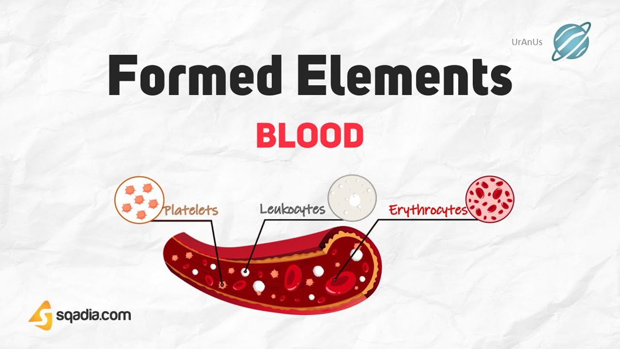 Blood | Formed Elements | Cell Biology | Physiology of Blood and Immune System