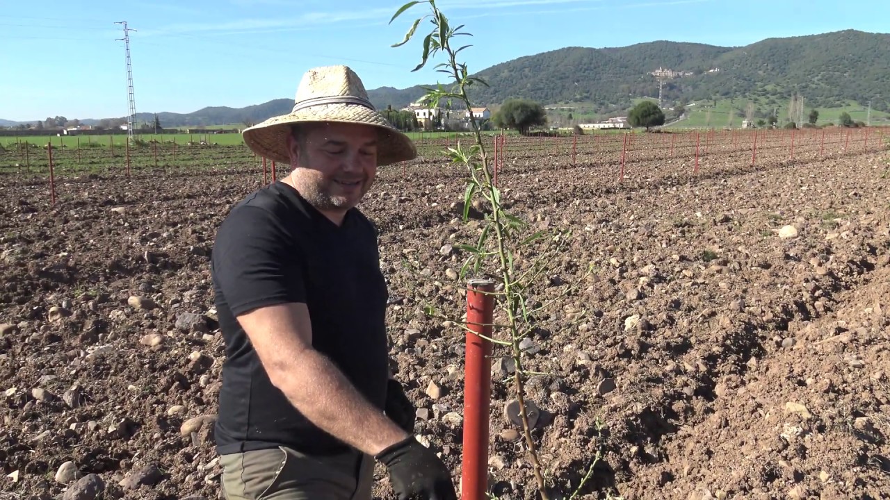Los Almendros de Azahara Plantación y Poda Inicial Febrero 2020