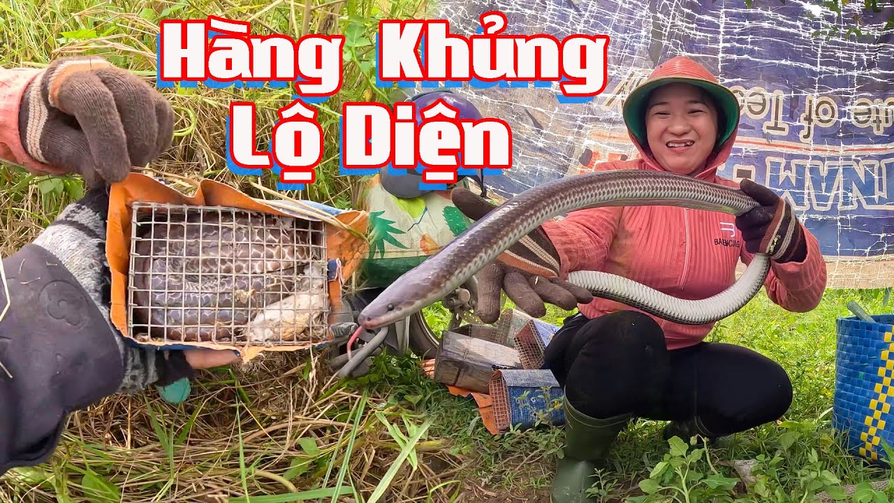 Cặp Rắn Khủng Nhất Của Luồng Bẫy Bình Chánh # Cò Sang Săn Bắt # Tập 15 # Co Sang San Bat