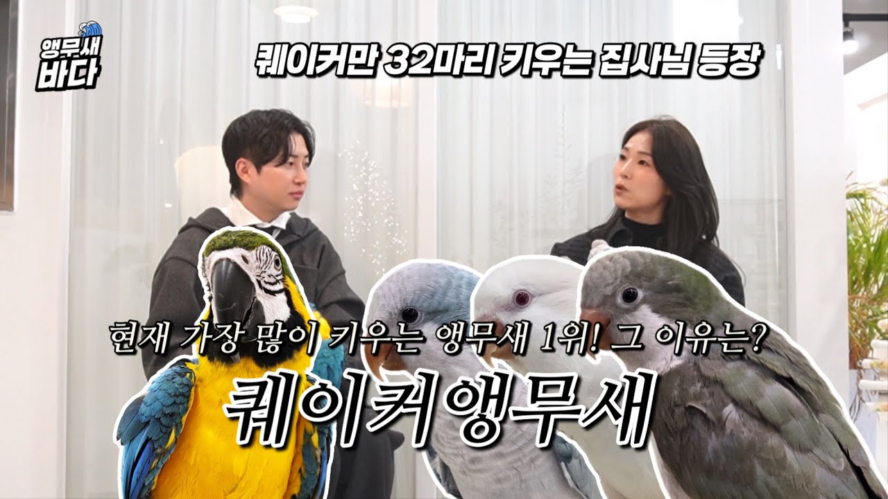 요즘 가장 많이 키우는 앵무새 1위 ! 퀘이커앵무새의 매력🦜 퀘이팝, 퀘이뷰티,퀘이드라마, 퀘이커 렛츠고