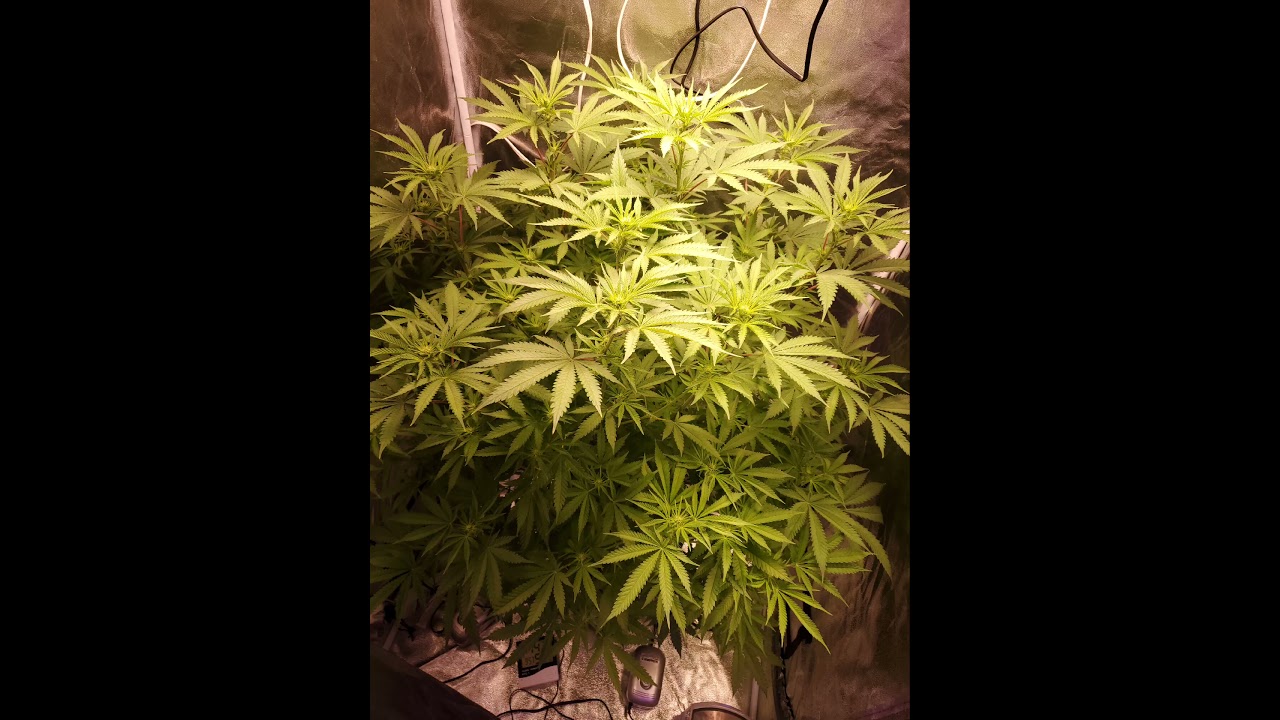 Nichole kush dwc/ 3rd week of flower/