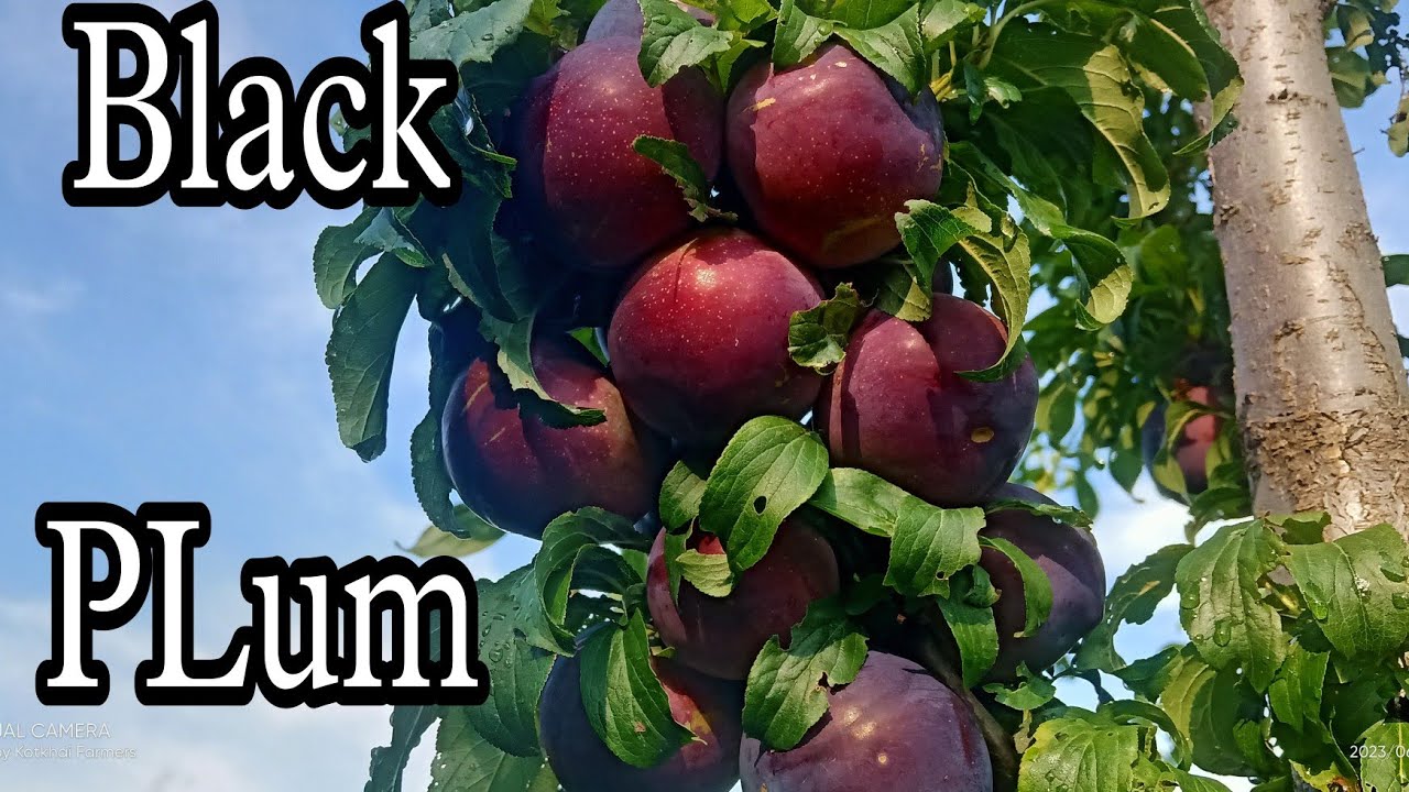 Black Amber PLum Full  Development