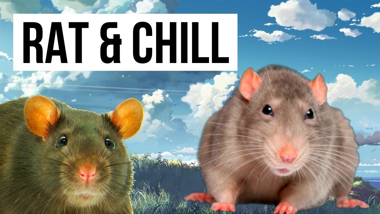 Rat & Chill (Music For Rats)