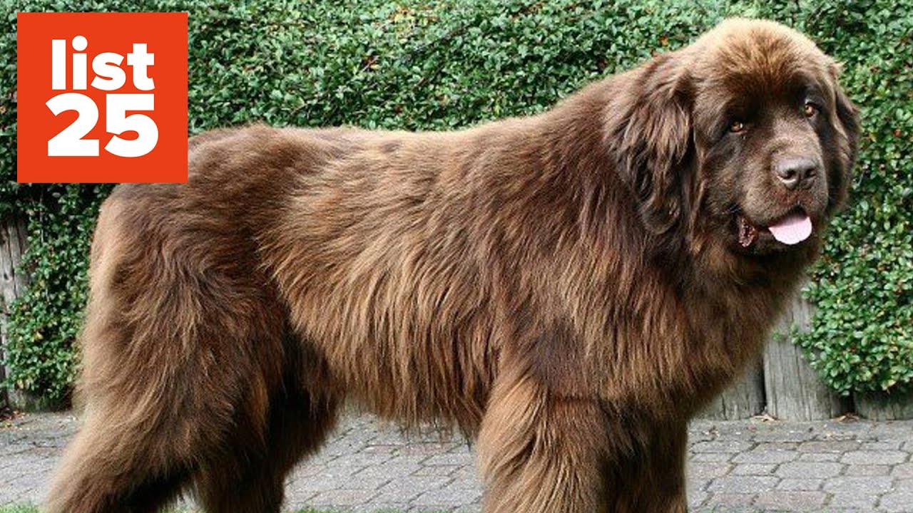 25 Of The World&rsquo;s Largest Dog Breeds