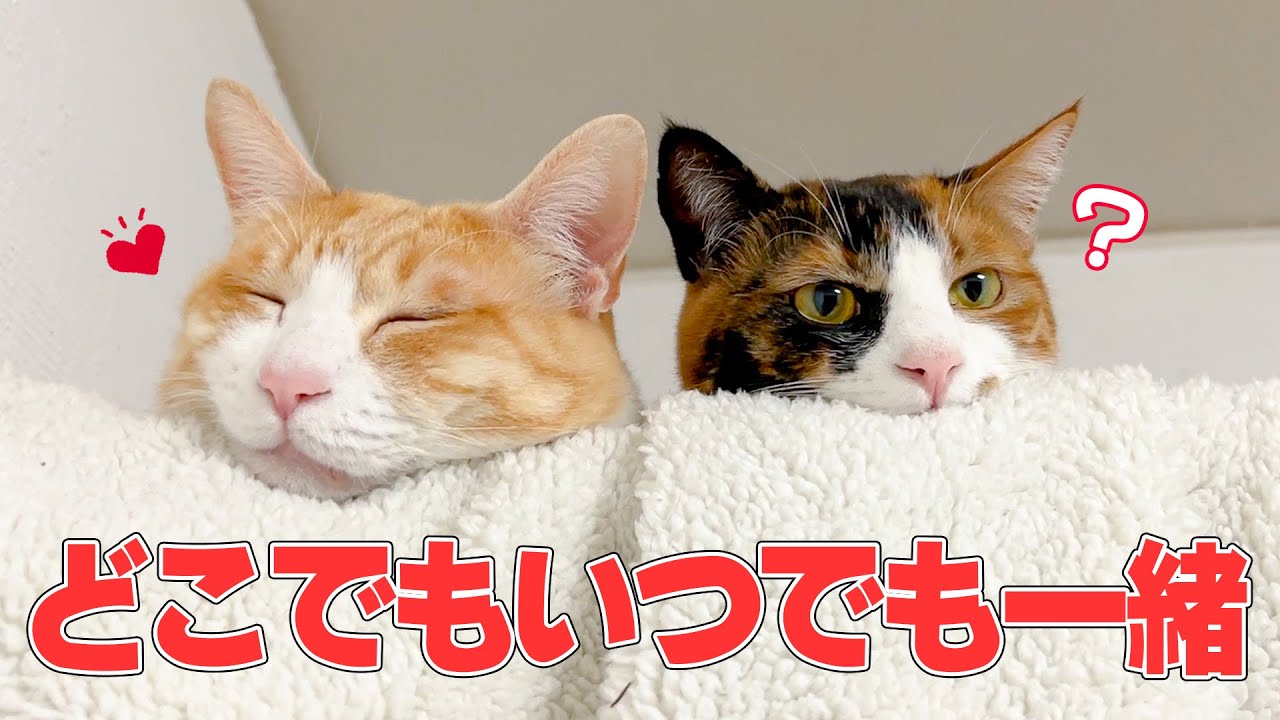 遠く離れた実家に来ても一緒に並んで寝る猫たちがあまりにも可愛すぎました…