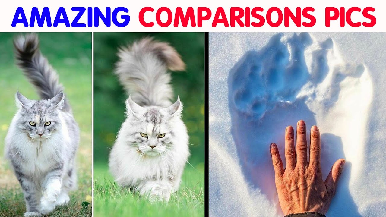 These 50 Comparison Pics Might Give You A Fresh Perspective On The World