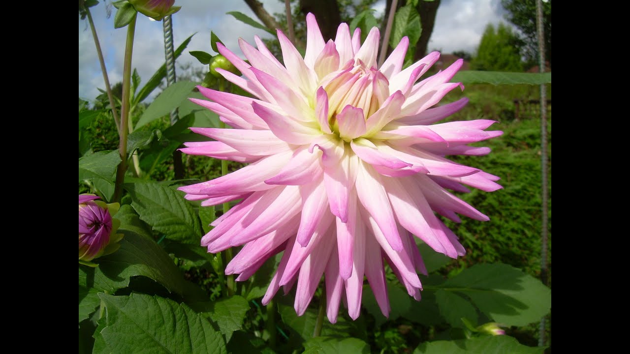 Growing dahlias month by month episode 5: early April