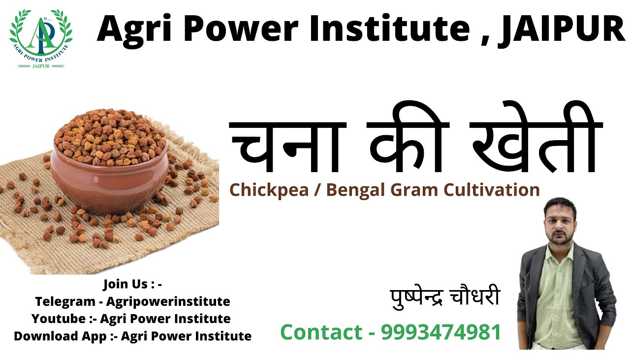 [07] chickpea cultivation || Pushpendra Choudhary -9993474981