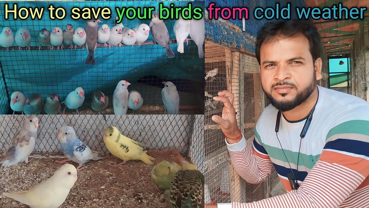 How to save your birds from this cold weather//अपने पक्षियों को ठंड के मौसम से कैसे बचाएं
