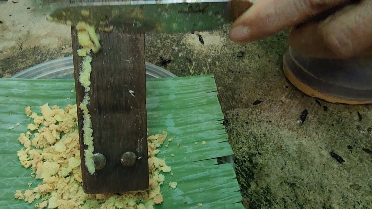 ทึ่ง ไข่แมลงวันกิโลละ 2 หมื่น | เอิร์ธสดชื่น สร้างอาชีพ