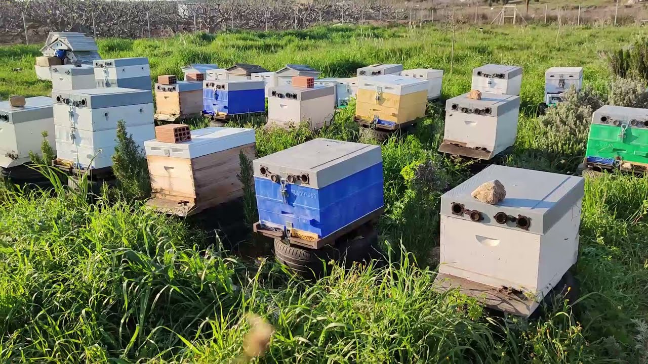Weak Hive Progress