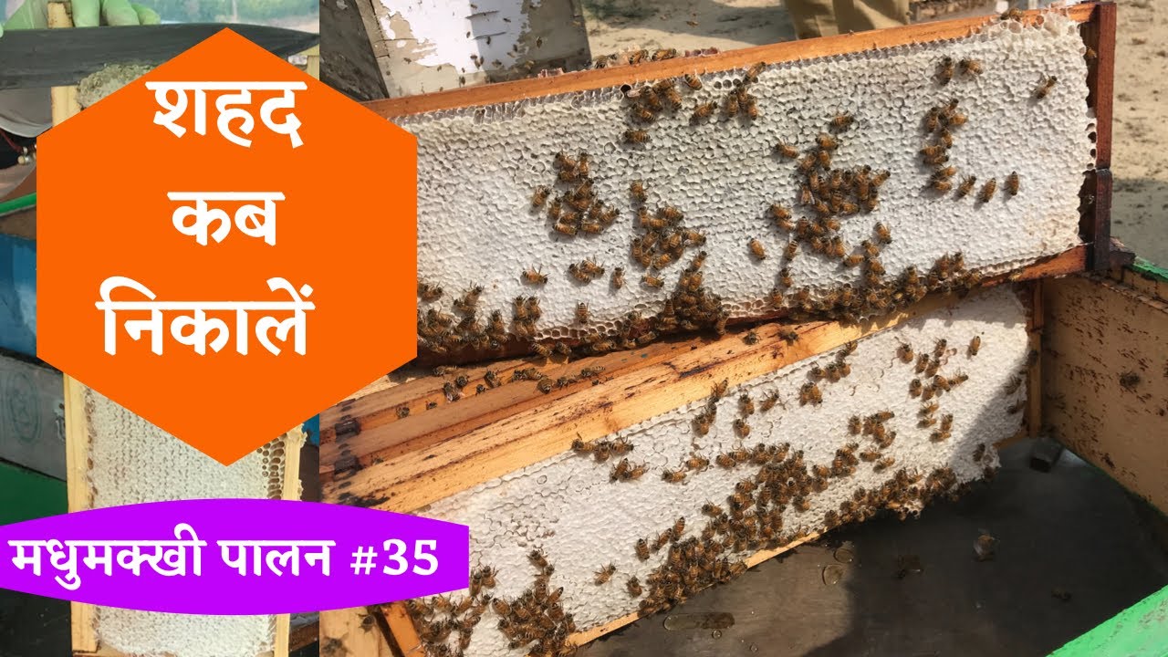 कैसे पता चलेगा कि शहद निकालने के लिए तैयार है/madhumakhi palan/how to know honey is ready to harvest