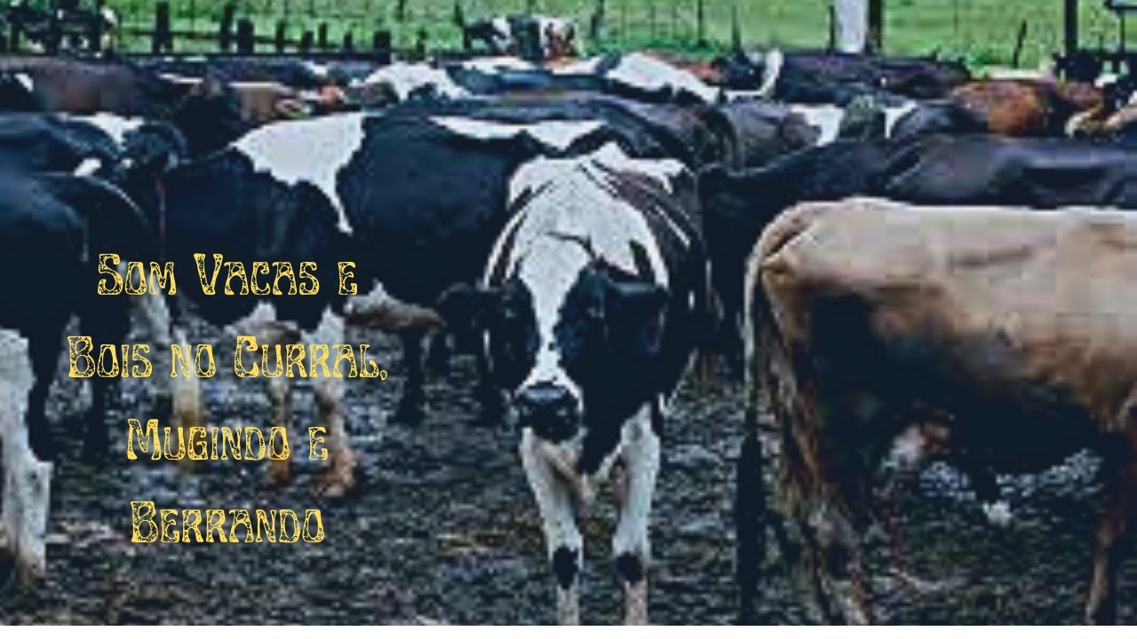 🔊Som de Grande Curral, muitas Vacas e Bois, Berrando, Mugindo, Gado Mugindo, gado berrando (HD)