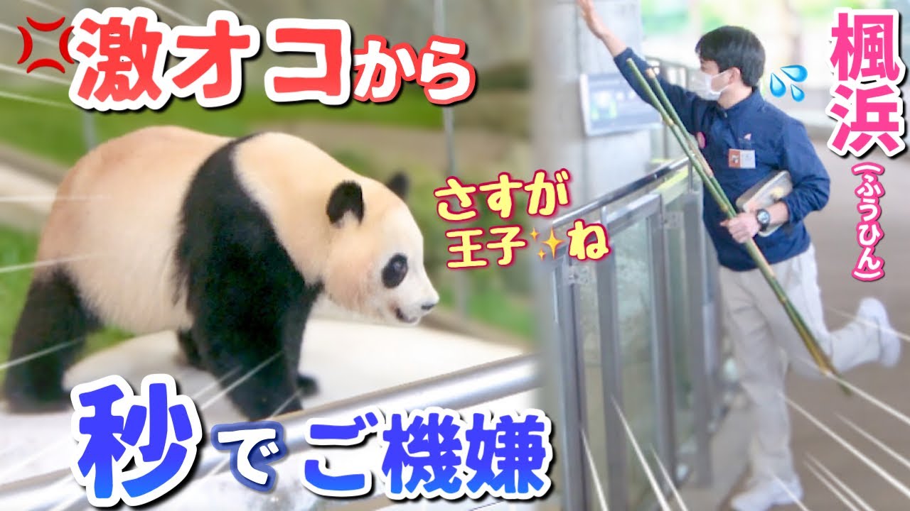 【パンダアイドル楓浜】激オコ💢だったのに王子のくれた竹で事態は急変した🐼なんてこった‼️