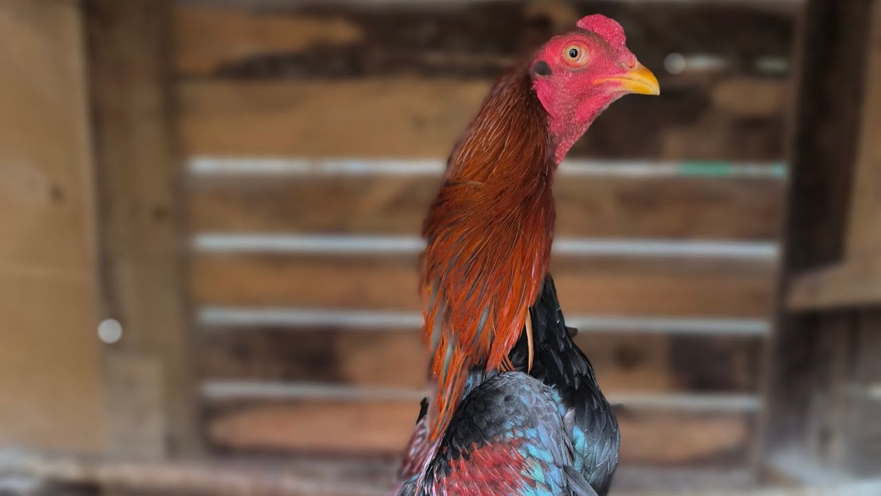İkinci Uçuşları Gördük.Süreç Devam Ediyor.