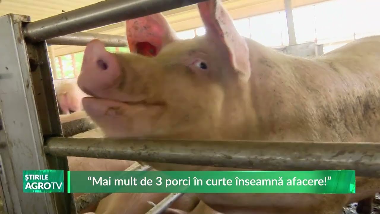“Mai mult de 3 porci în curte înseamnă afacere!” 10 02 2026