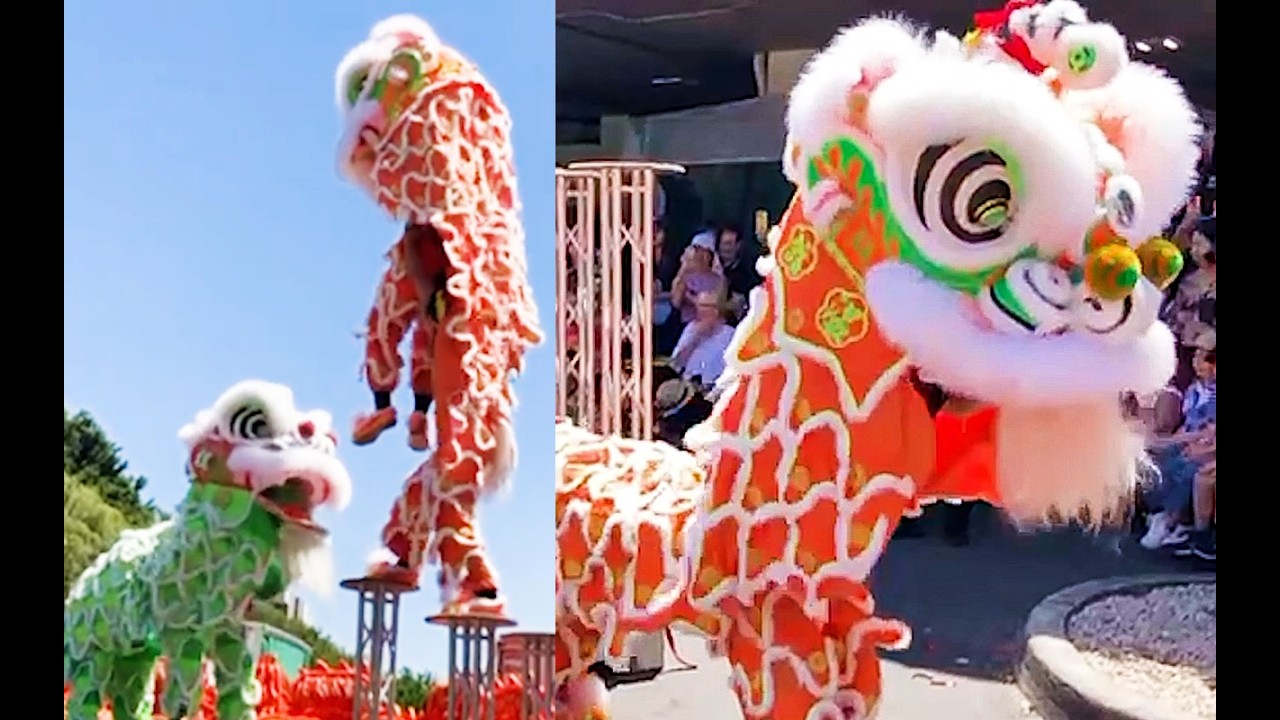🧧2026 澳洲洪兴冠军 Lion on High Pole performance