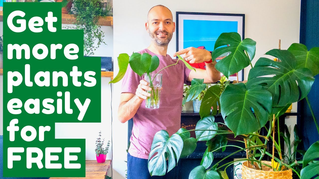 Размножьте Monstera Deliciosa всего лишь из листа!