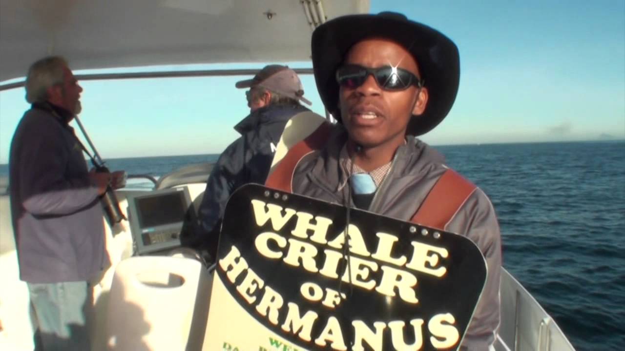 Hermanus Whale Crier, whale watching with Southern Right Charters