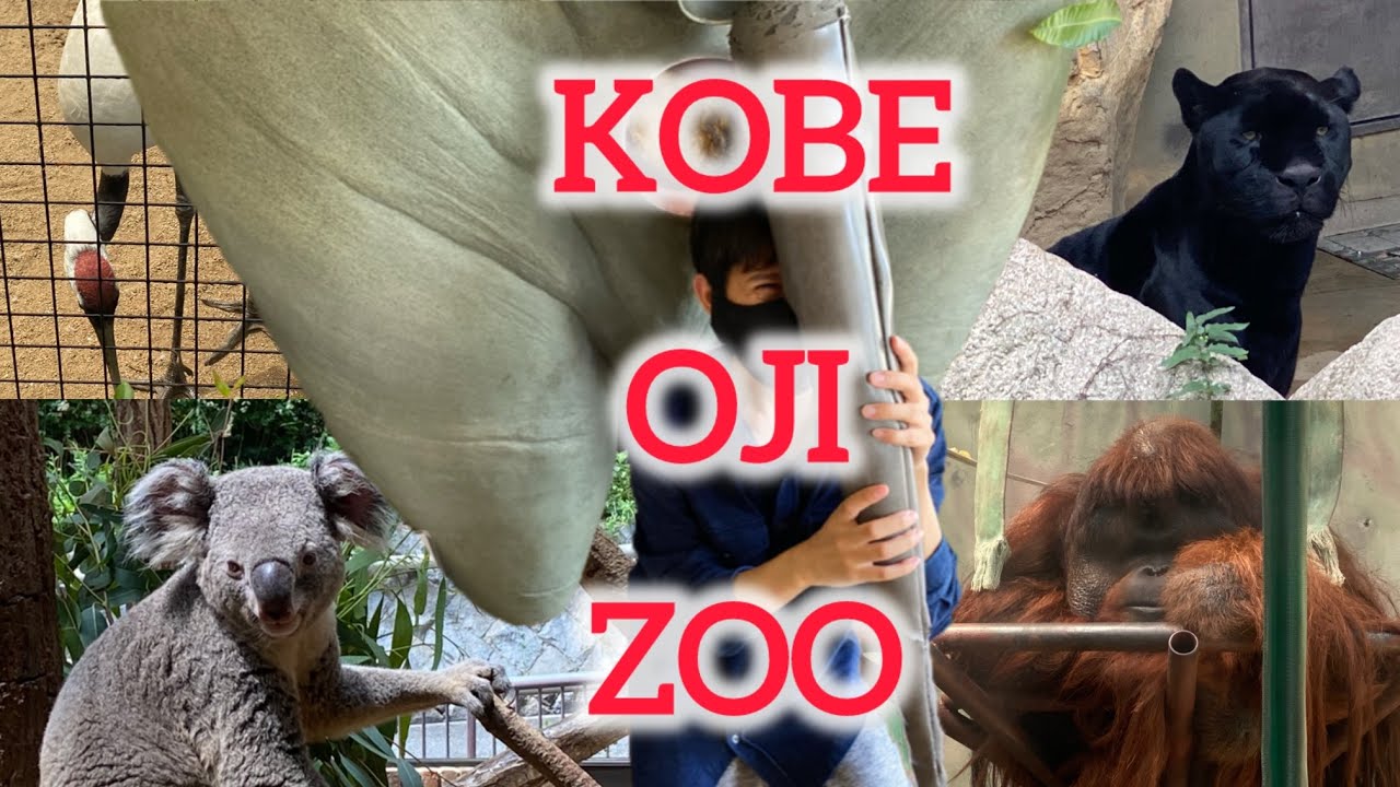 Kobe | Day Trip to KOBE OJI ZOO in Hyogo