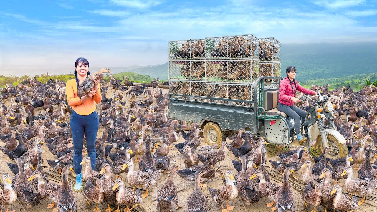 Harvesting Many Ducks And Use 3-Wheeled Truck To Transport Ducks Go To Market Sell - Free Bushcraft