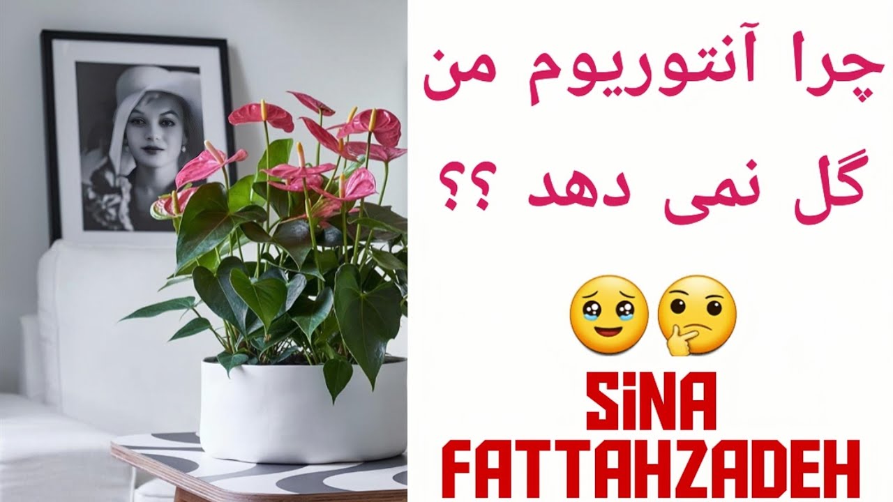 علت گل ندادن آنتوریوم 🥹 + آموزش گلدهی آنتوریوم + معرفی کود مخصوص آنتوریوم