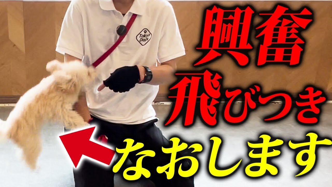 【実践】犬の興奮、とびつきを警察犬ドッグトレーナーがしつけ改善