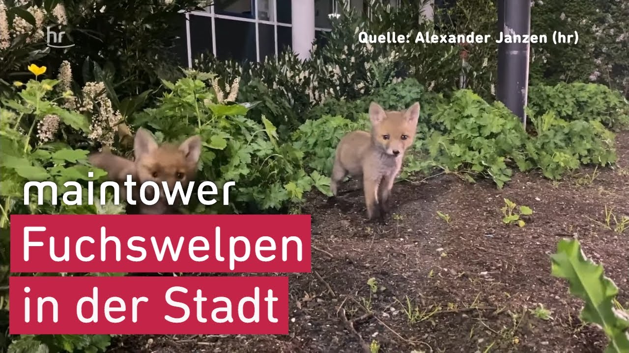 Süße Fuchswelpen auf hr-Gelände | maintower