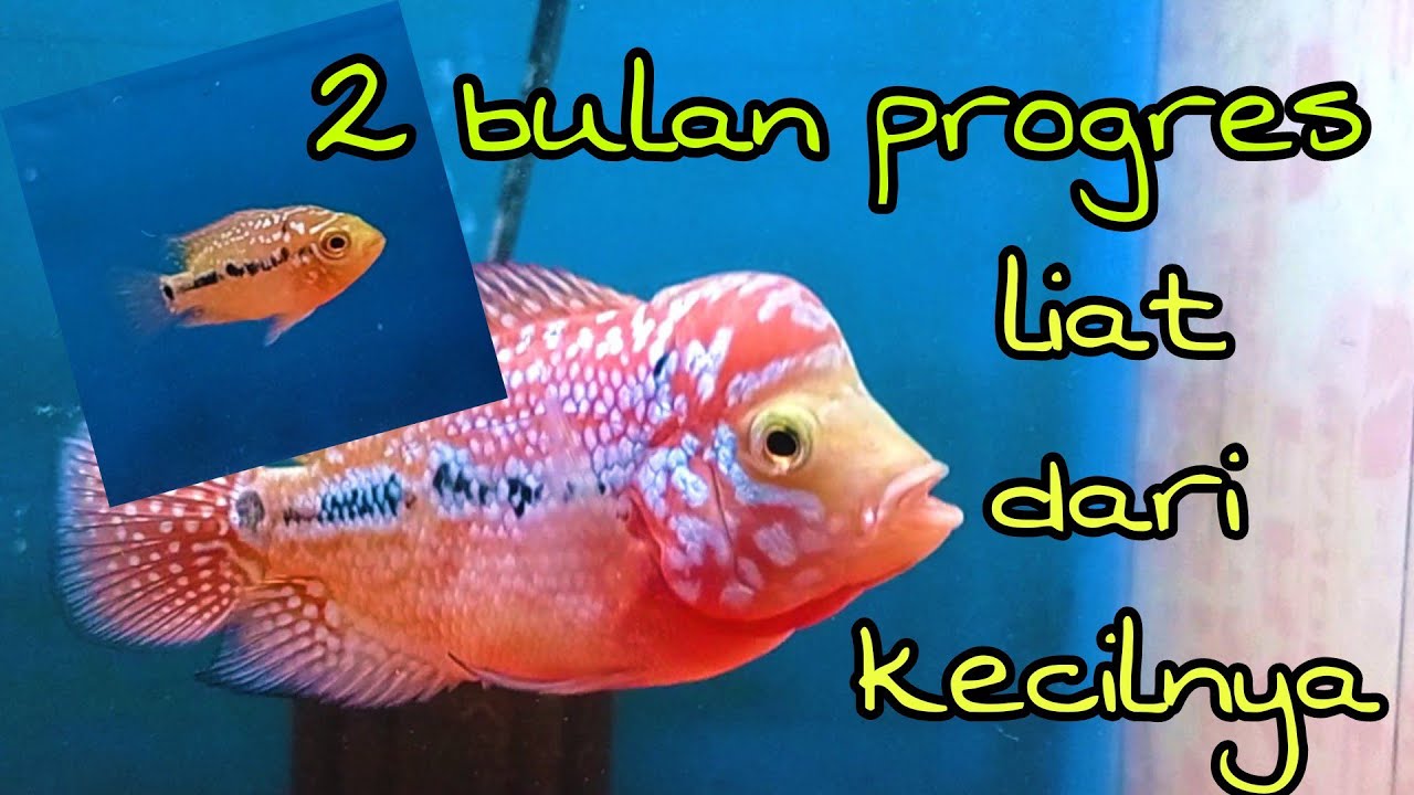 progres louhan kamfa f2 thailand, selama 2 bulan #30