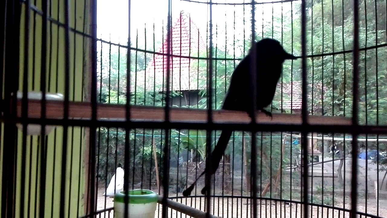 Kicau Asli Srigunting
