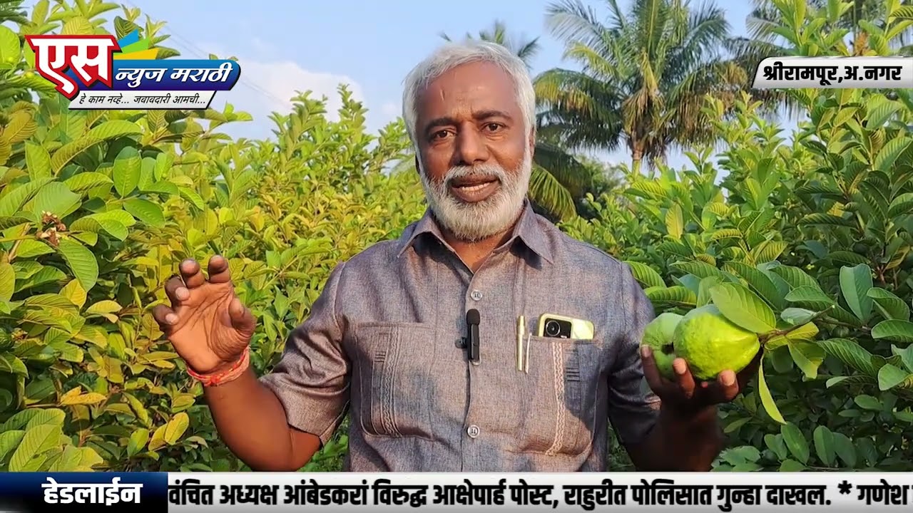 श्रीरामपूर बाजार समितीत पेरूला उच्चांकी ६० रुपये किलो भाव.| SNEWS MARATHI