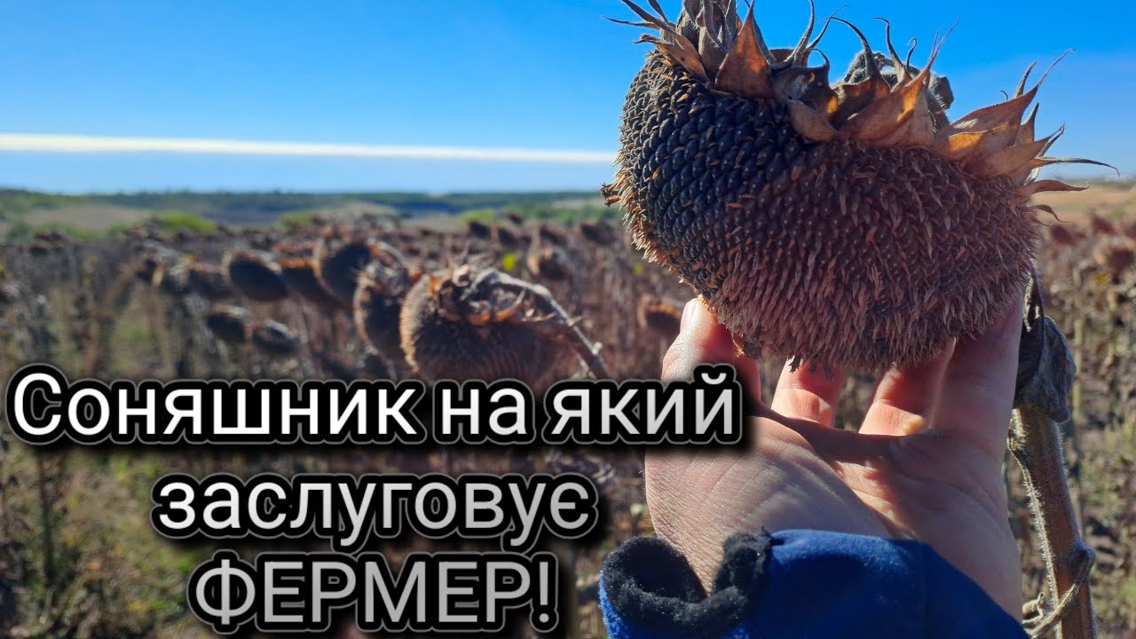🌻130-й Піонер, Врожайність🔥 Витягнув💪