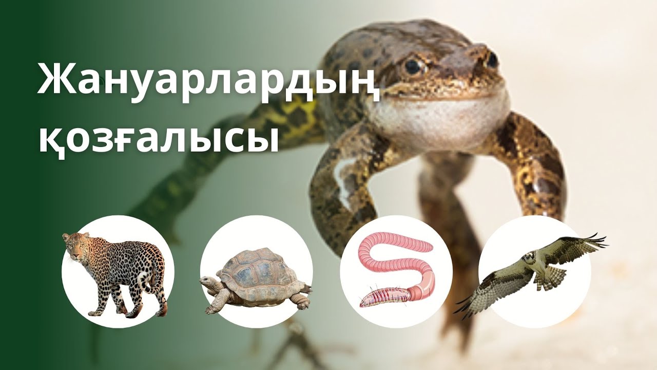 Жануарлардың қозғалысы. Движение животных. 7 сынып биология. 7 класс биология. БЖБ СОР