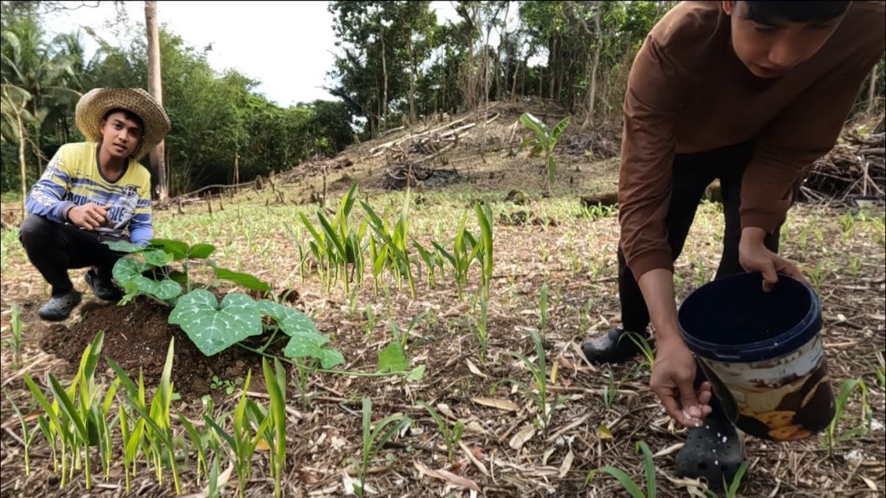 PAGLALAGAY NG PATABA SA MAIS NATIN