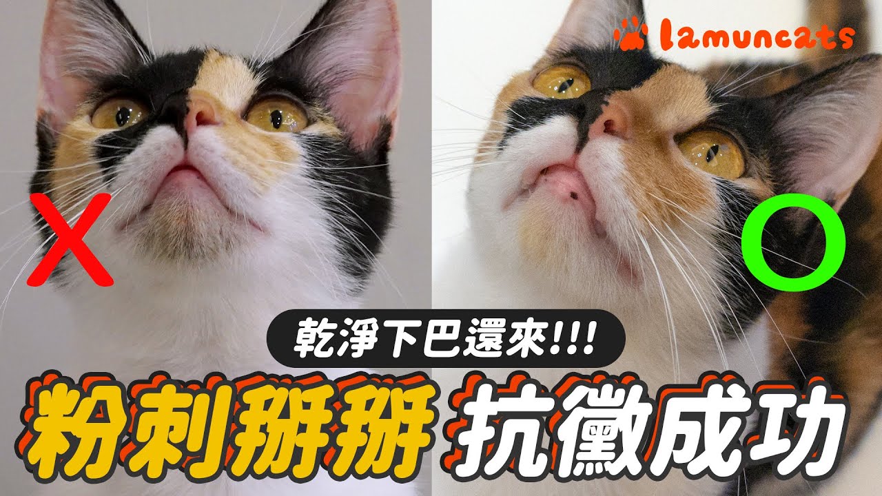 貓咪粉刺不再長啦！對抗頑強下巴粉刺┃拉姆有幾噗 ♤