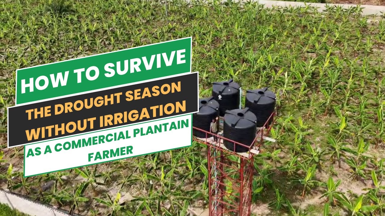 КАК ПЕРЕЖИТЬ СЕЗОН ЗАСУХИ БЕЗ ПОЛИВА, ВЫРАЩИВАЯ ПЛАНТАНЫ. Как вырастить плодородное поле.
