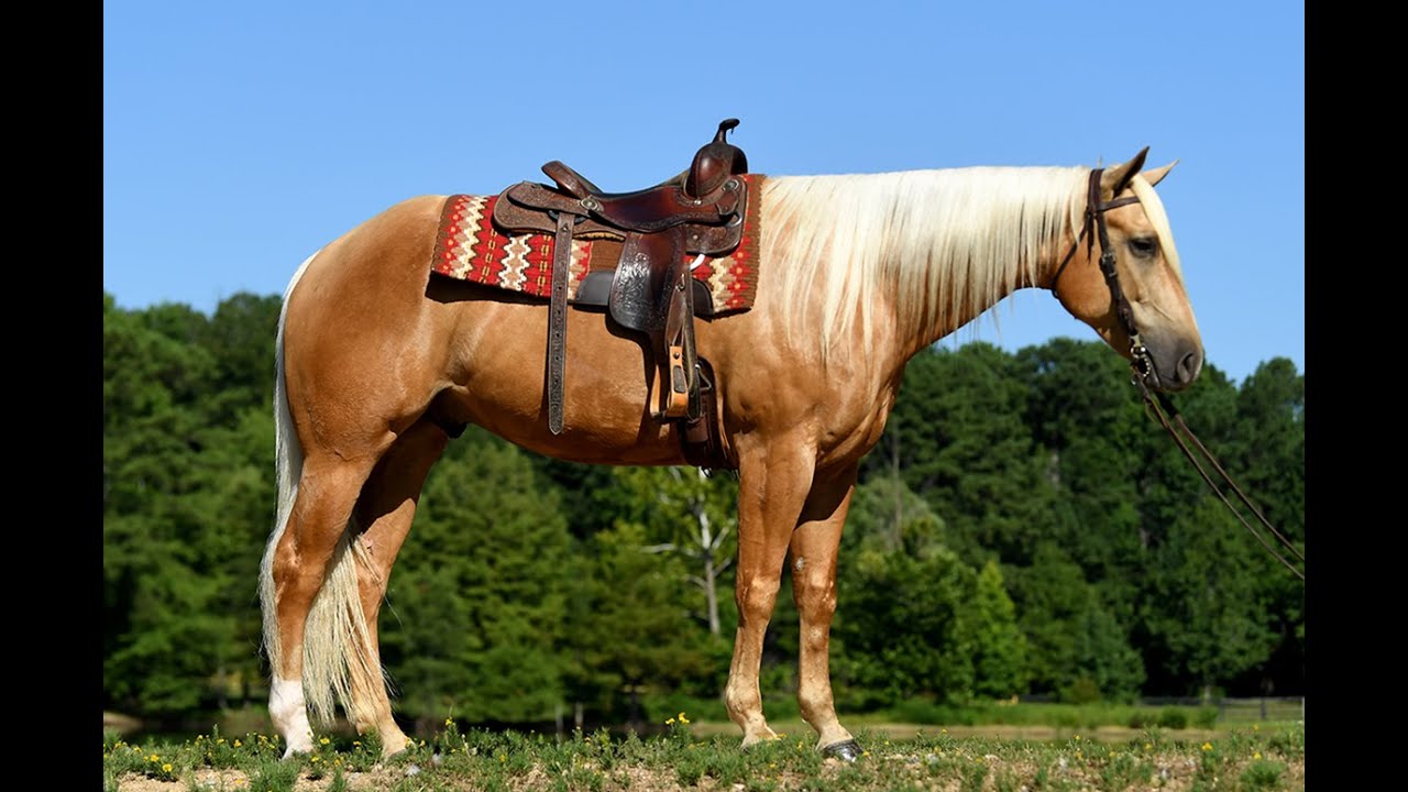 Denver- AQHA Golden Palomino Perfect for all Levels of Riders!