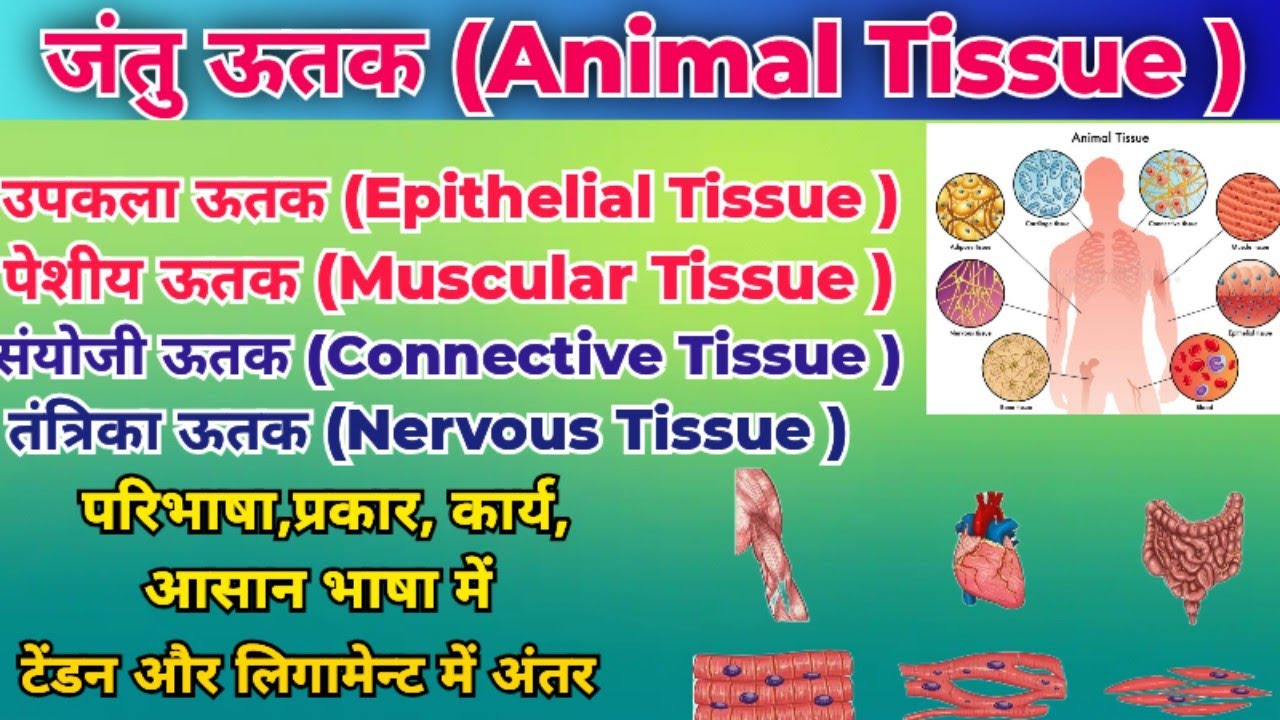 Animal Tissue | परिभाषा, प्रकार और कार्य | Epithelial, Muscular, Connective & Nervous | जंतु ऊतक |