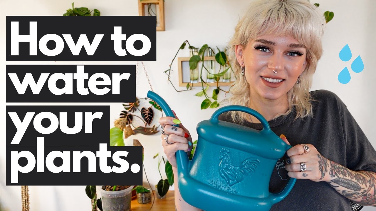 5 Tips for Watering Your Houseplants (beginner friendly!) 💦