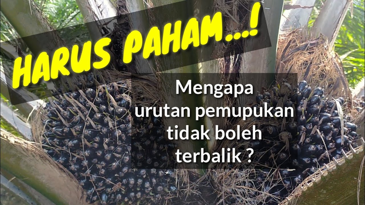 Urutan pemupukan kelapa sawit dan jangan terbalik @Kopi Inspirasi81