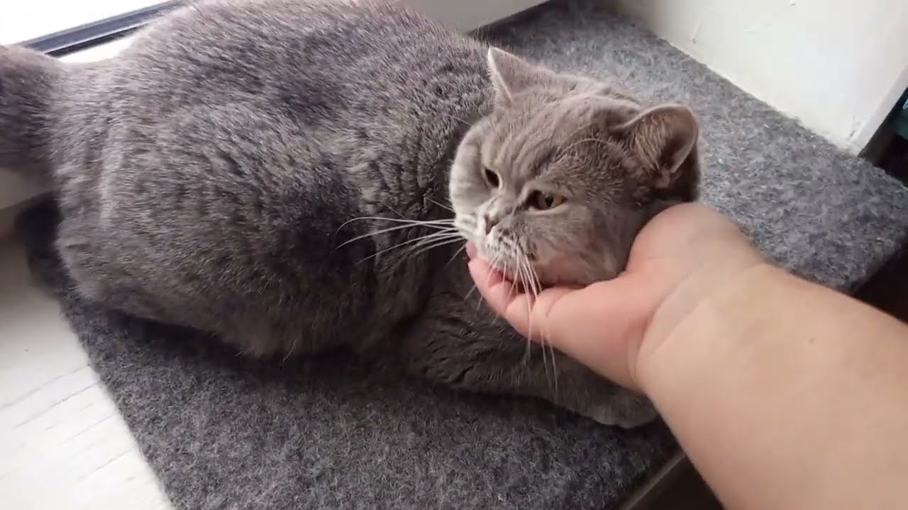 Опять метель❄️Стандартная бытовуха🫣😸🩶