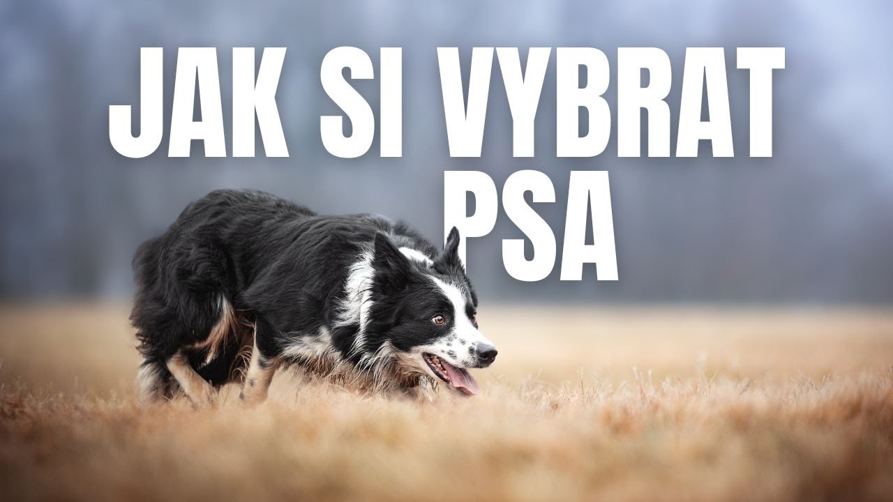 Jak si vybrat psa || Chovatelé || Organizace pro chov || Rady a tipy