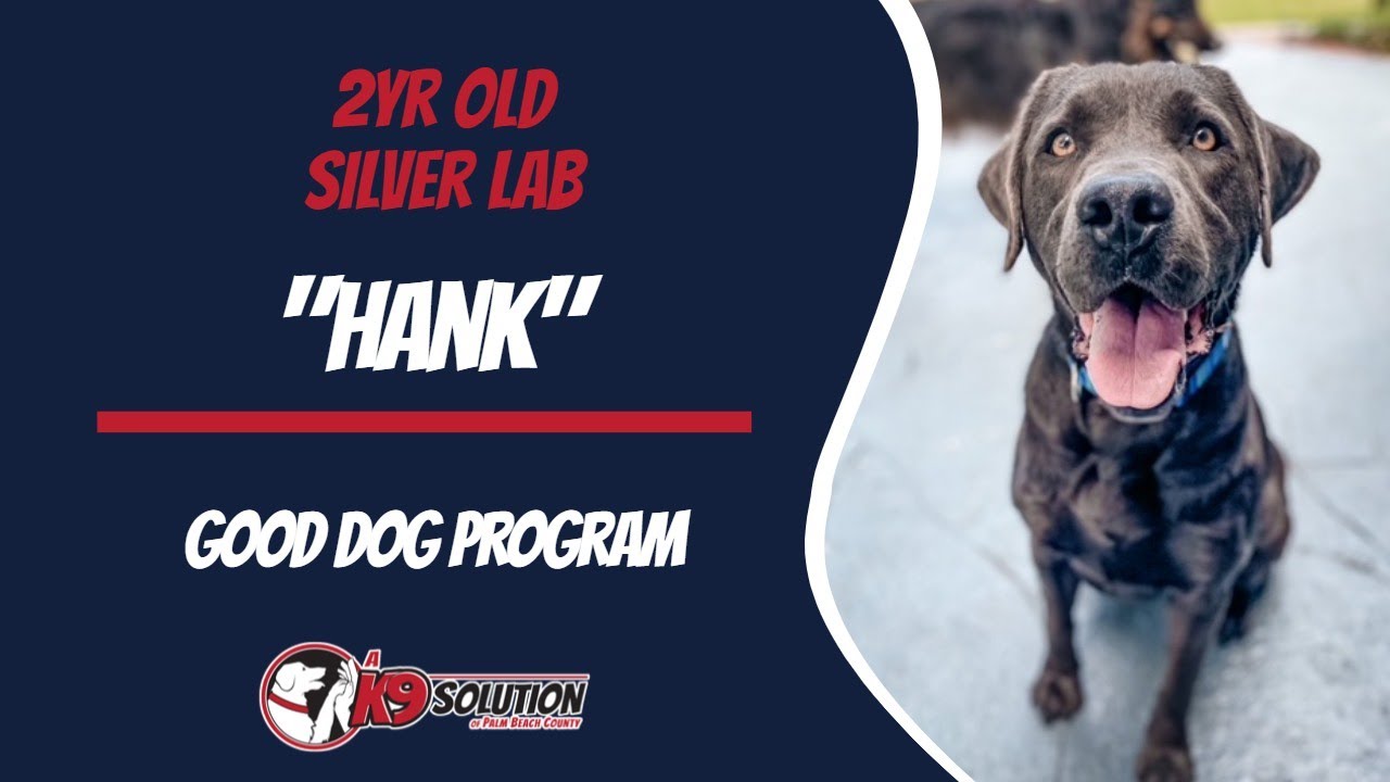 🐶Dog Trainers/Training of Central and South Florida / Silver Lab 'Hank'🦮