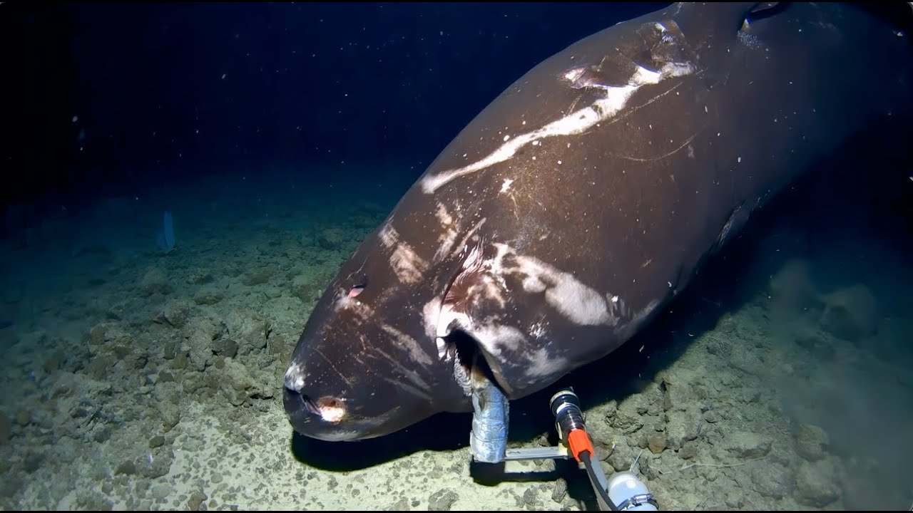 Exploring Tonga’s Depths: Highlights from Inkfish’s 2024 Expeditions
